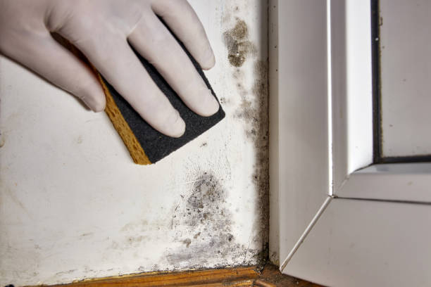 Best Mold Removal for HVAC Installations  in New Richmond, WI